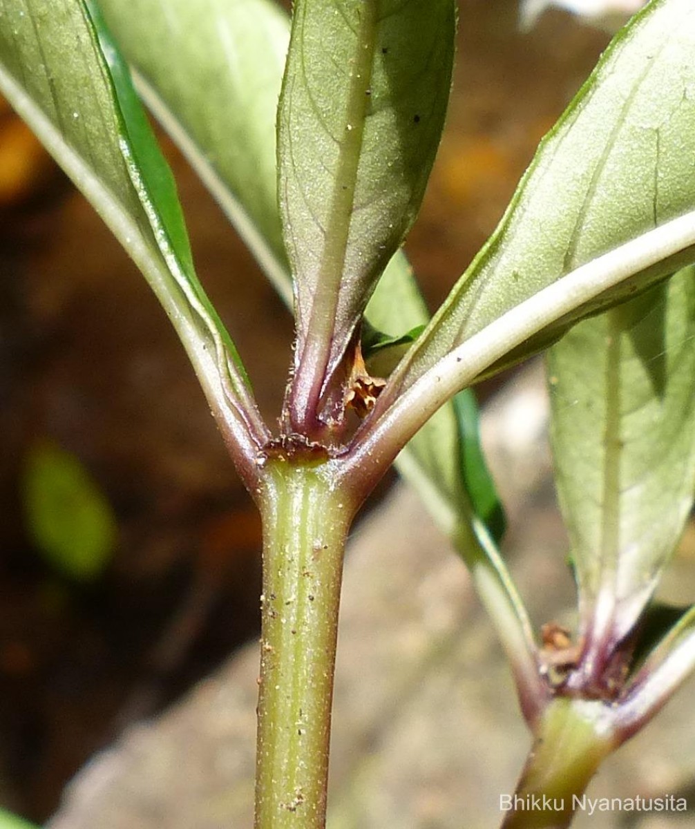 Ophiorrhiza pectinata Arn.